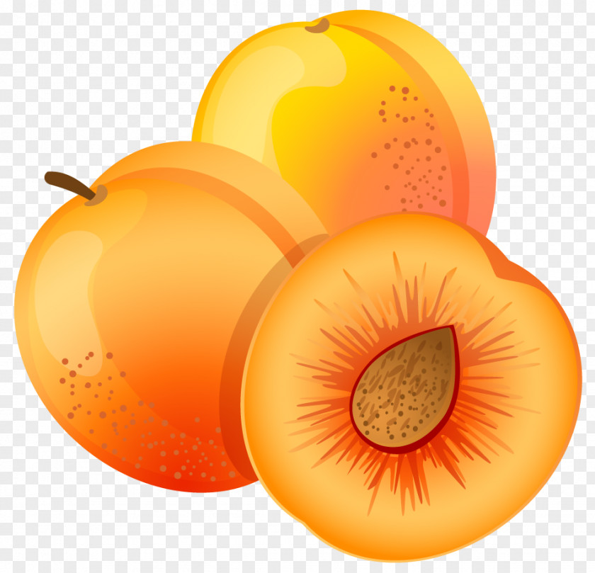 Large Painted Apricot Clipart Fruit Peach Clip Art PNG