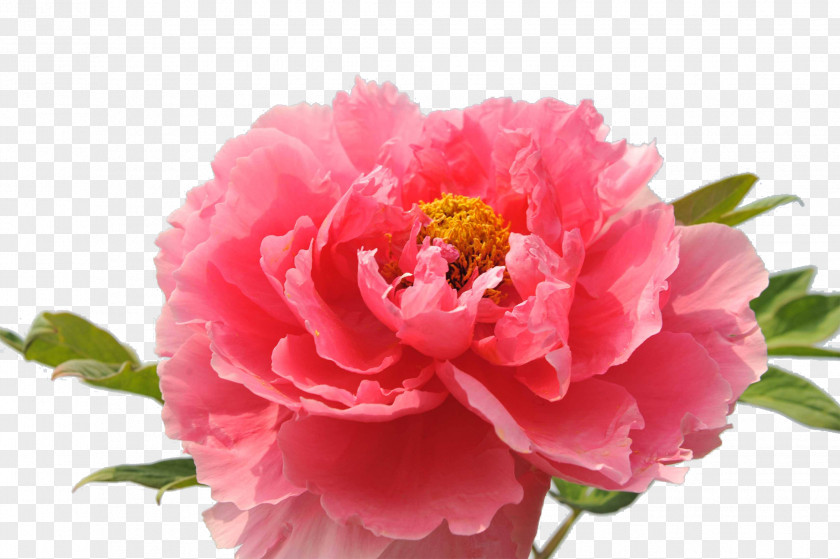 National Flower Peony Luoyang Carnation Floral Emblem Of The Republic China PNG