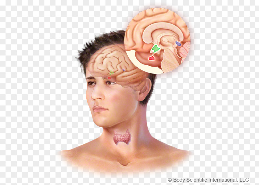 Pituitary Gland Health Forehead Headgear PNG