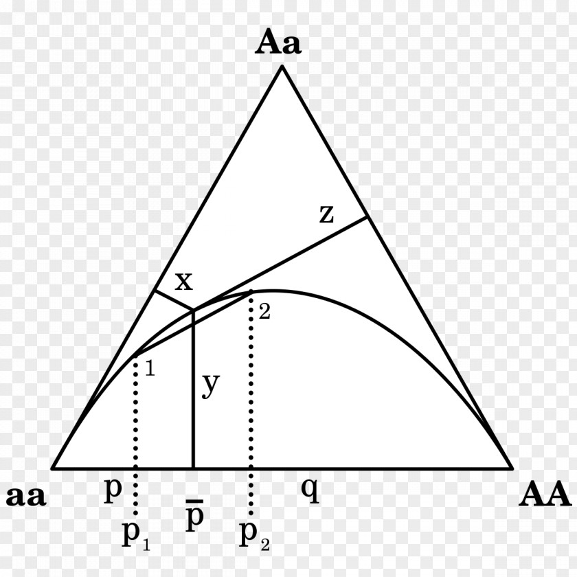 Triangle De Finetti Diagram Hardy–Weinberg Principle Genotype Frequency Ternary Plot PNG