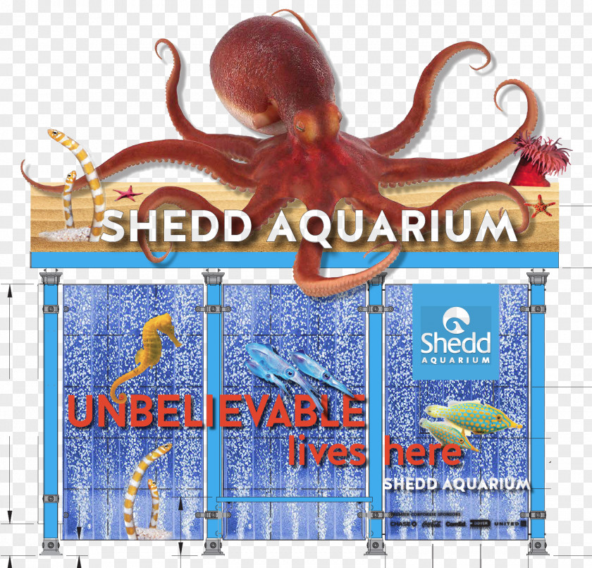 Bus Shelter Octopus Shedd Aquarium Advertising Cephalopod PNG