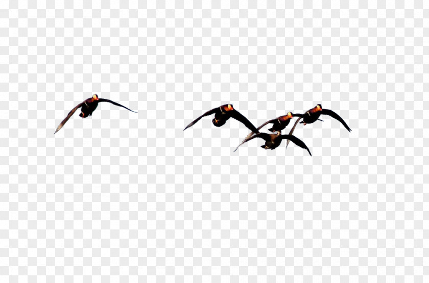 Flocks Of Geese Fly South Beak Water Bird Wallpaper PNG