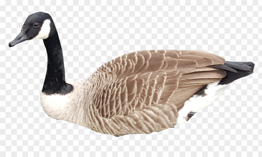 Goose Canada Bird Duck Mallard PNG