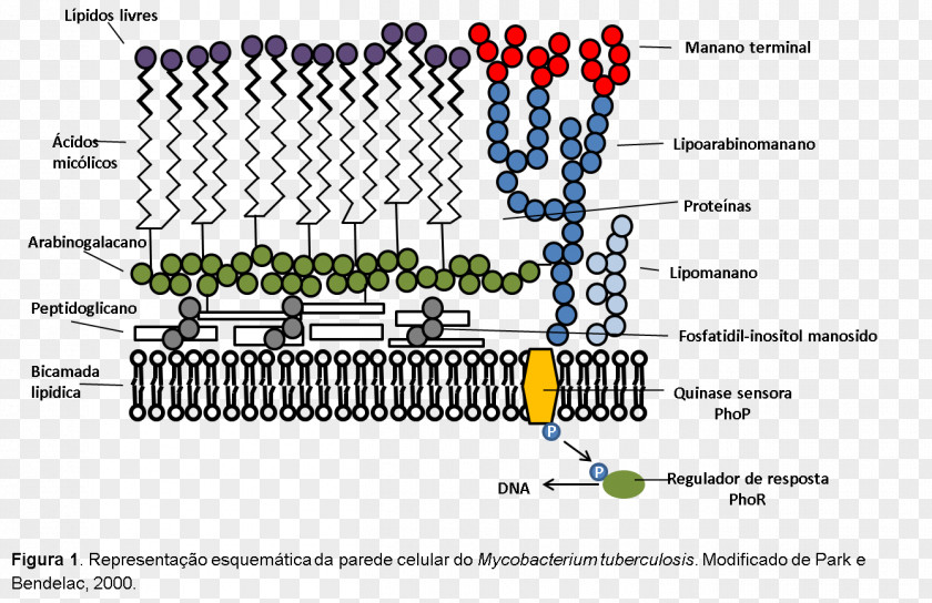 Mycoplasma Mycobacterium Leprae Cell Wall Acid-fastness Peptidoglycan Bacteria PNG