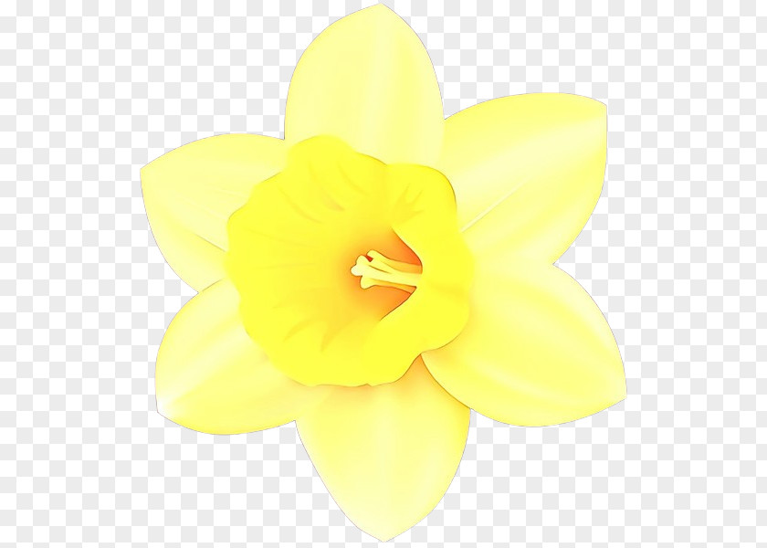 Wildflower Amaryllis Family Yellow Flower PNG