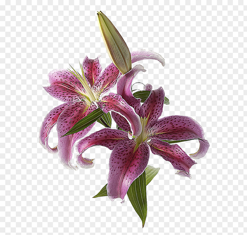 Flower Lilium 'Stargazer' Cut Flowers Easter Lily Bulb PNG