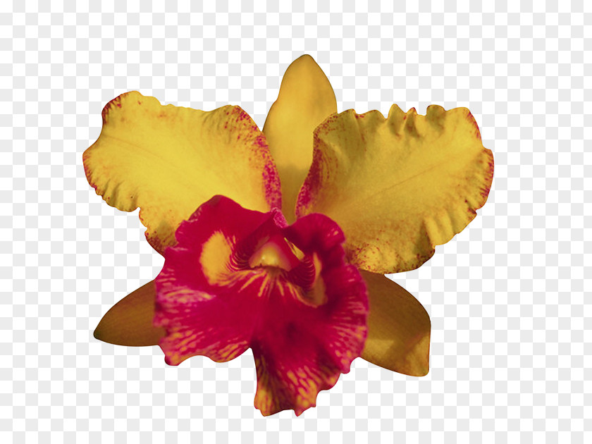 Flower Moth Orchids Cattleya Clip Art PNG