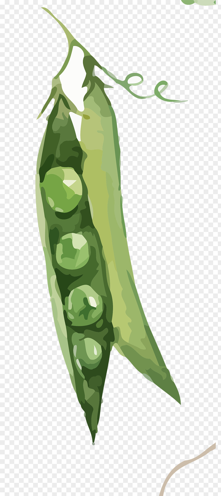 Hand-painted Vegetable Eggplant Pea Soup Green Bean PNG