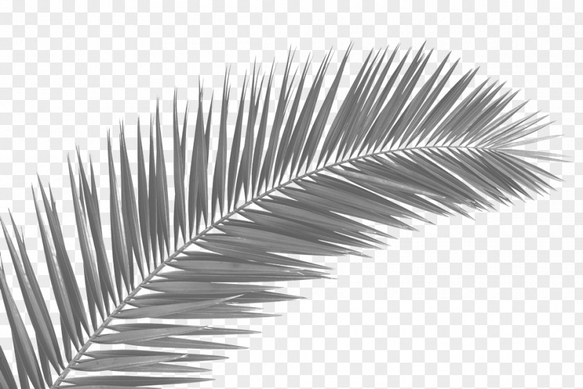 Leaf Palm Trees Palm-leaf Manuscript Clip Art Frond PNG