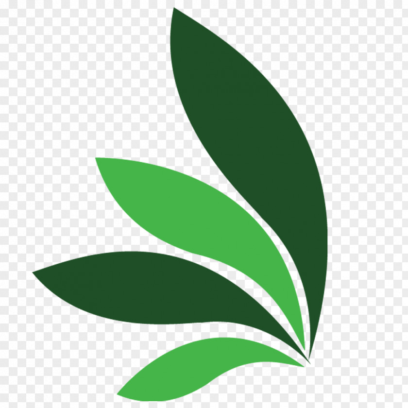 Leaf Plant Stem Green Clip Art PNG