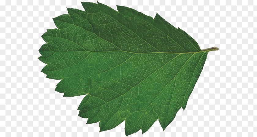 Leaves Leaf Bladnerv CMYK Color Model PNG