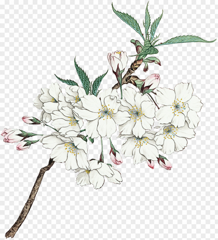 Prunus Rhododendron Cherry Blossom Cartoon PNG