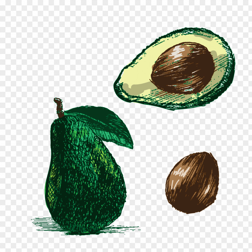 Vector Avocado Drawing Photography Euclidean Illustration PNG