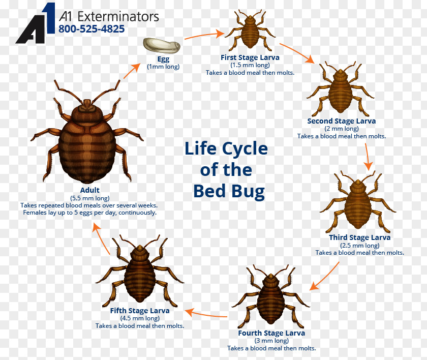 Bed Bug Control Techniques Bite The Bedbug Biological Life Cycle PNG
