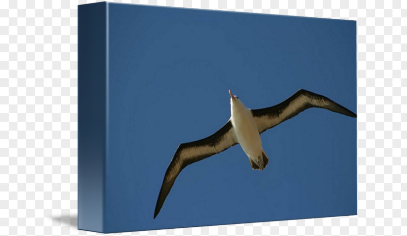 Blackbrowed Albatross Beak Sky Plc PNG