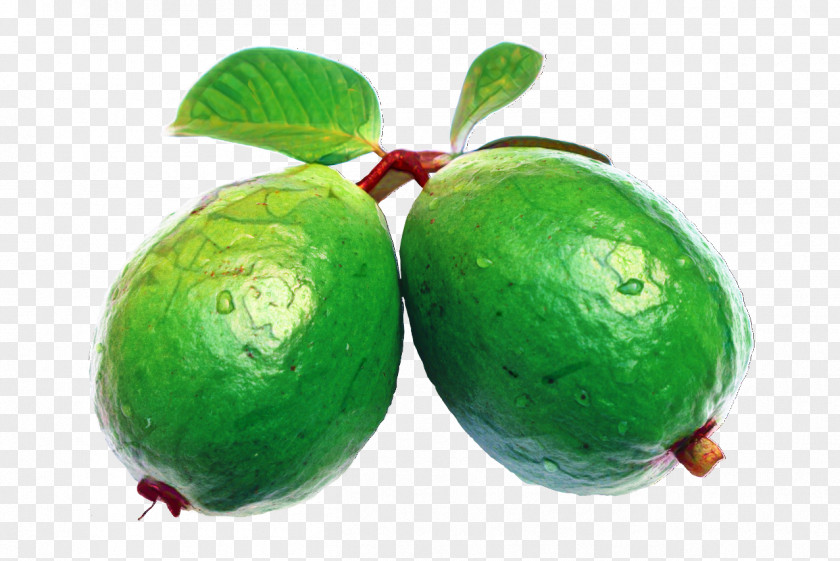 Guava Common Watermelon Cartoon PNG