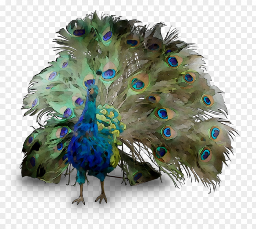 Peafowl Feather Beak PNG