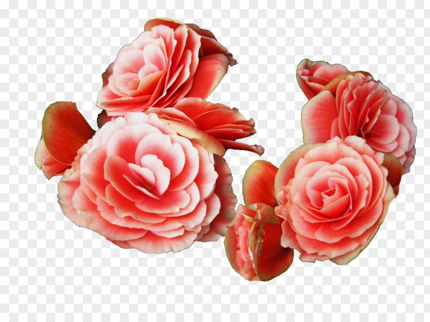 Poster Elatior Begonia Cut Flowers Garden Roses Artificial Flower PNG