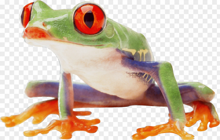 Tree Frog Transparency Clip Art PNG