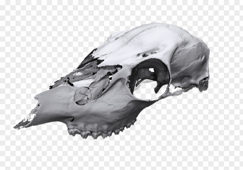Animal Skull 3D Scanner Image PNG