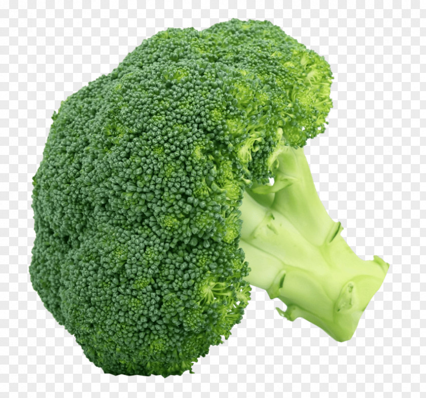 Broccoli Cruciferous Vegetables Clip Art PNG