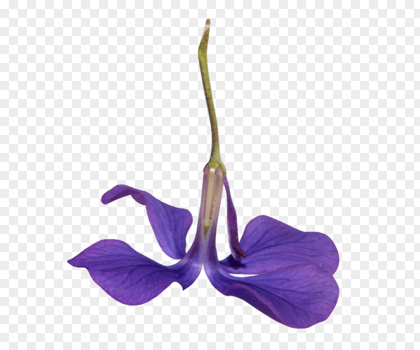 Cattleya Violet Family Blue Iris Flower PNG