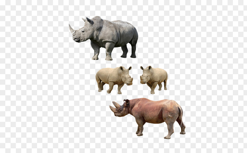 U0411u0456u043bu043au0430 Rhinoceros Cattle Platypus PNG Platypus, Free to pull the material Animal rhino clipart PNG