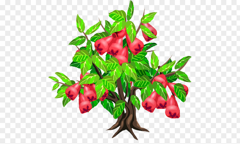 Wax Apple Tree Java Fruit Strawberry PNG