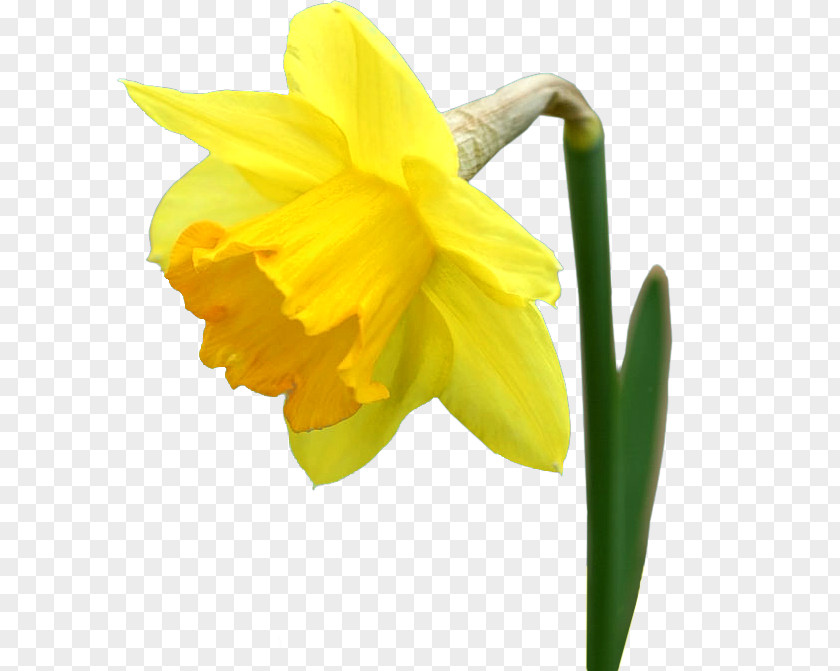 Flower Yellow Petal Narcissus Plant PNG