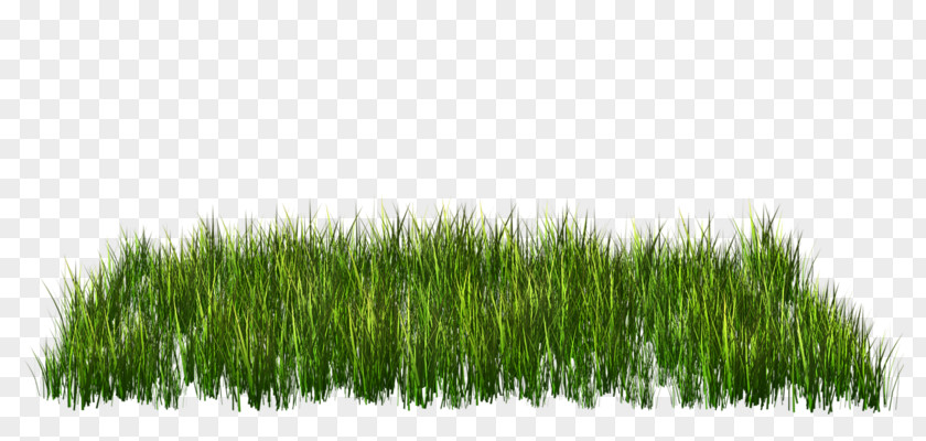 Grass Green Clip Art PNG