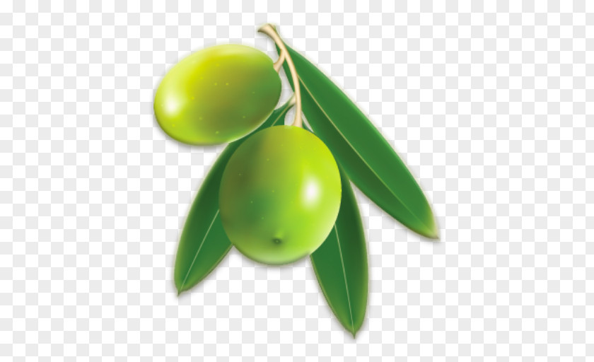 Olive Oil Clip Art Leaf PNG
