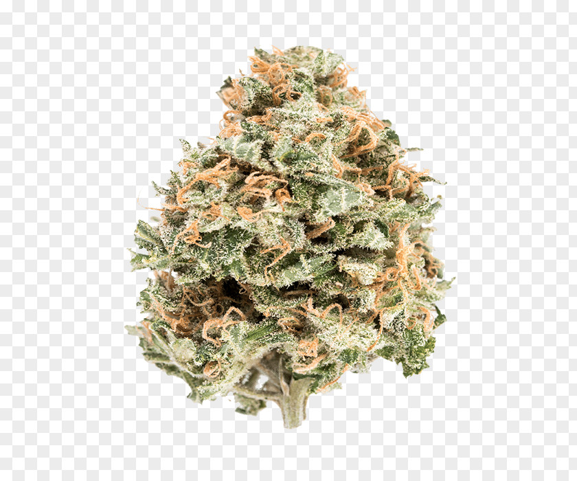 Sour Diesel Cannabis Kootenay National Park Information Product PNG