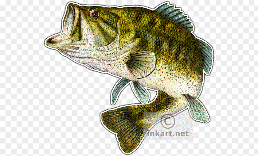 Bass Largemouth Smallmouth Fish PNG