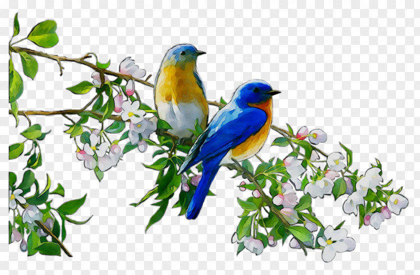 Bluebird Branch Blank Beak Tree Free Greetings TFG89002 Finches PNG