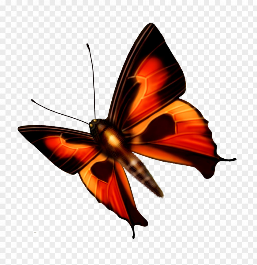 Butterfly Dragonfly PNG