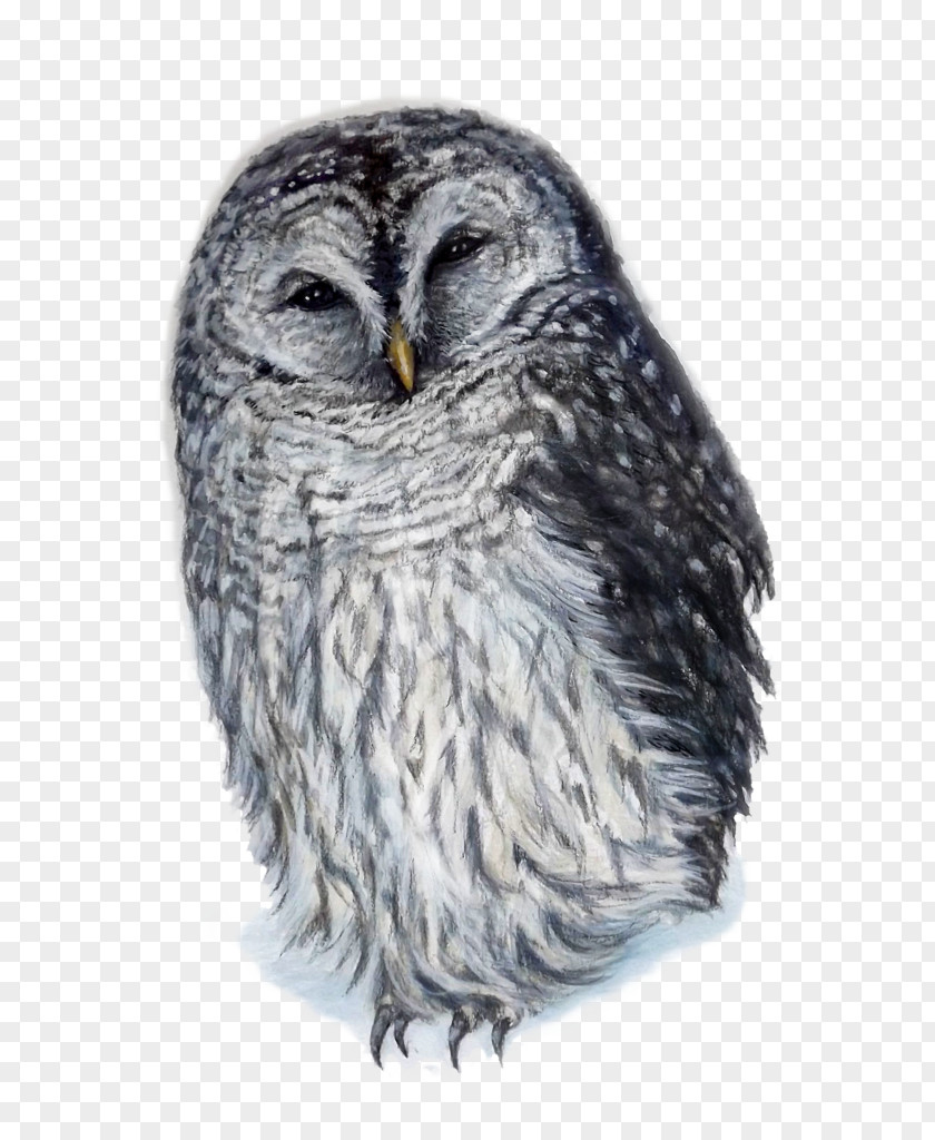 Hand Painted Planet Great Grey Owl Squirrel Barred Horned PNG