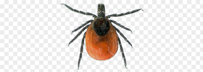 Insect Deer Tick Infestation Lone Star American Dog PNG