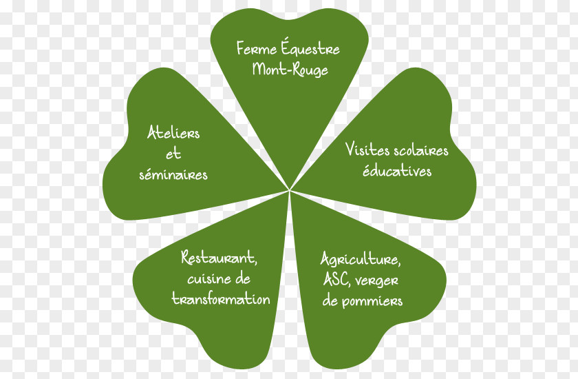 Leaf Horse Clover Shamrock L'école D'équitation PNG