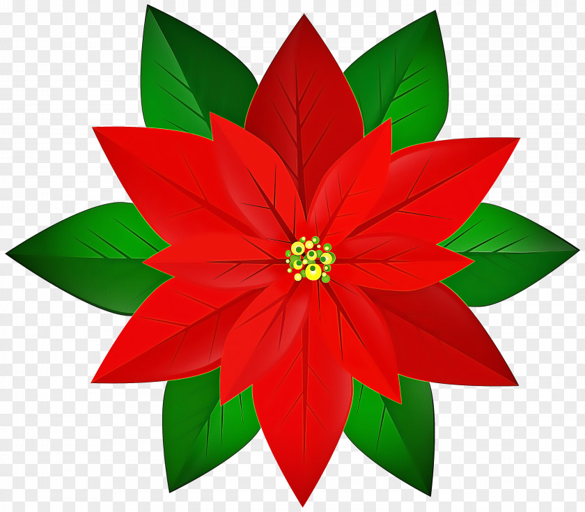 Leaf Petal Flower Red Poinsettia Plant PNG