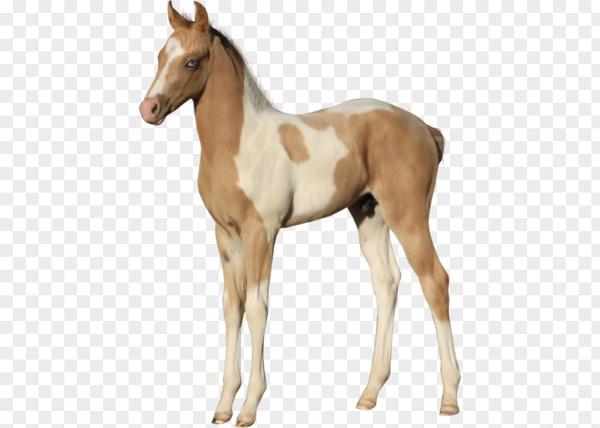 Mustang Foal American Paint Horse Stallion Colt PNG