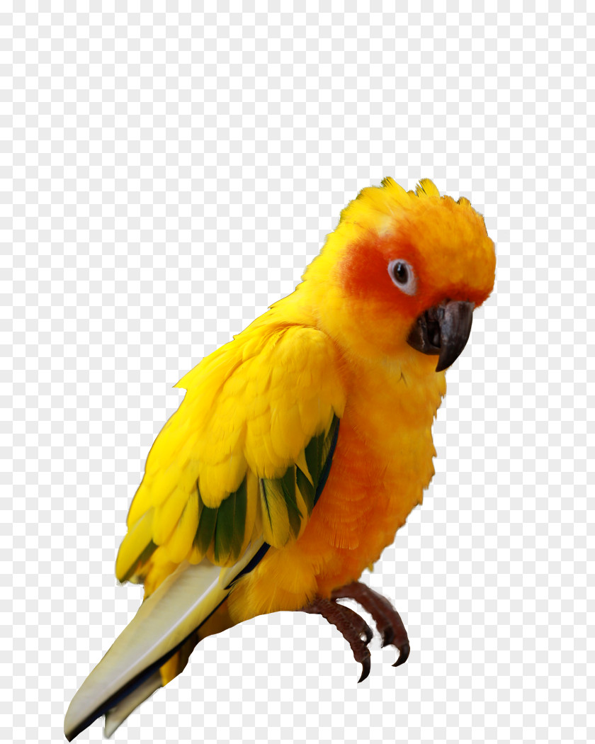Parrot Companion Bird Budgerigar Sun Conure PNG
