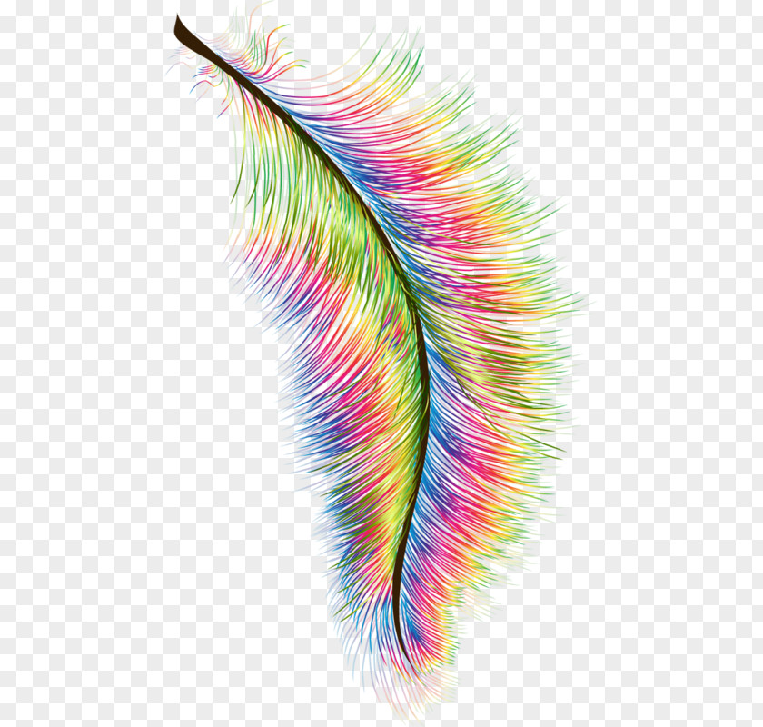 Peacock Feathers Feather Hair Photography Clip Art PNG