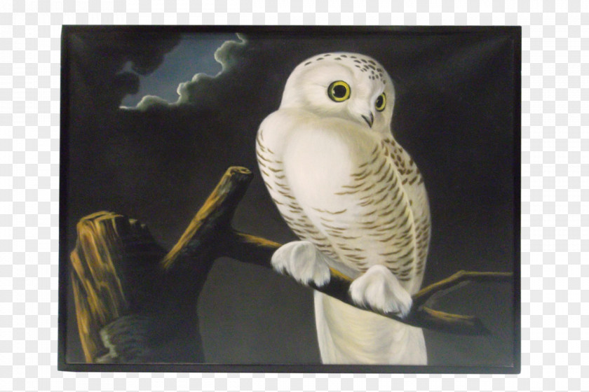 Snowy Owl Painting Beak Robert Havell PNG