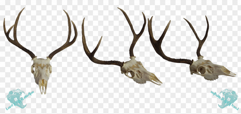 Deer White-tailed Elk Mule Antler PNG