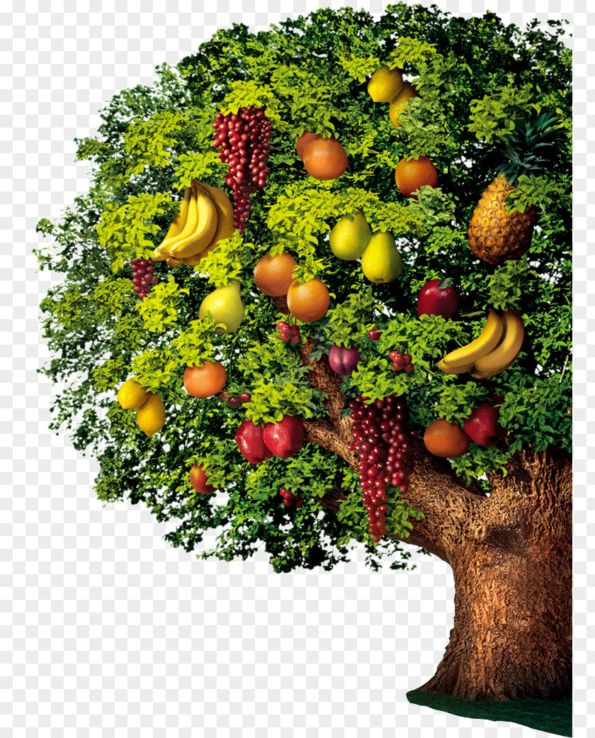 Fruit Trees PNG trees clipart PNG