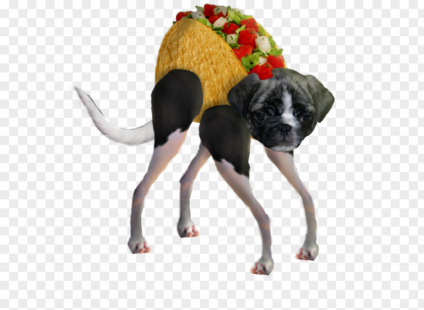 Taco Doge Puppy PNG