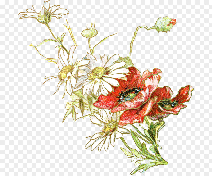 Chrysanthemum Floral Design Cut Flowers PNG