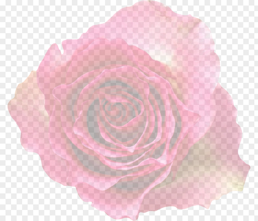 Flower Garden Roses Cabbage Rose Pink Floribunda Clip Art PNG