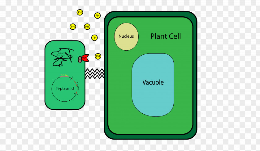 Plant Cartoon Agrobacterium Tumefaciens Cell Ti Plasmid PNG