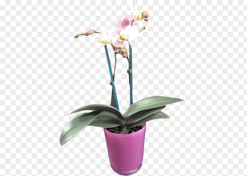 Tree Pot Moth Orchids Cattleya Houseplant Flowerpot PNG